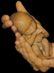 Человеческий зародыш после аборта