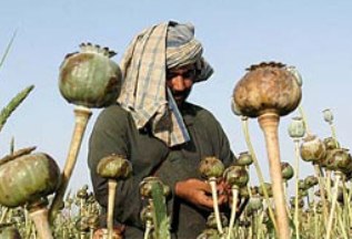 Производство опиума в Афганистане