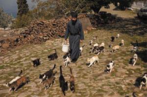 Монах и кошки
