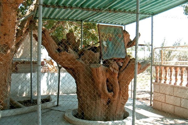 Дерево Закхея в Иерихоне