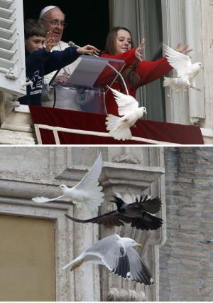 Голуби мира, выпущенные папой Римским Франциском, подверглись нападению чёрной вороны и белой чайки