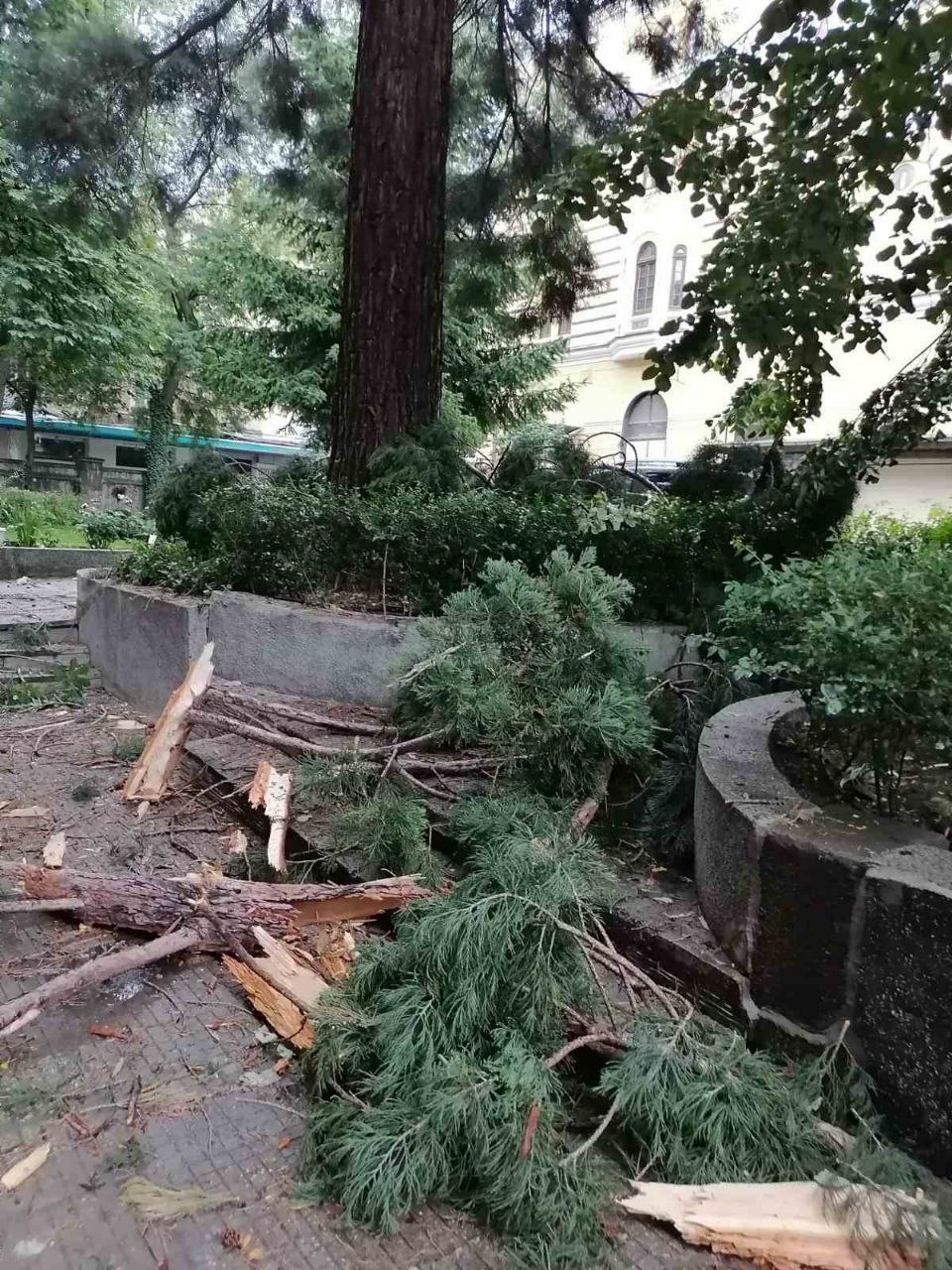 Молния ударила в секвойю, растущую во дворе Софийской митрополии Болгарского Патриархата