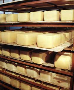 Производство сыров в компании "Русские фермы"