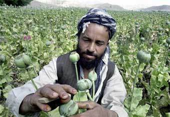 Производство мака в Афганистане