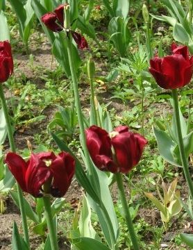 увядшие тюльпаны