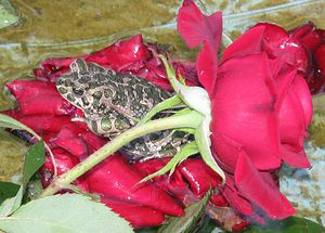 Роза и жаба