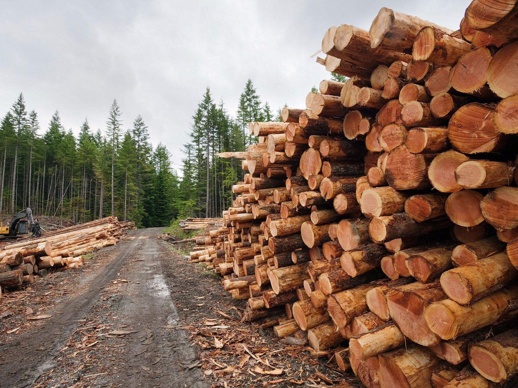Развитие лесного комплекса. Пихта лес кругляк. Лесная промышленность Норвегии. Лесопромышленный комплекс Карелии. Заготовка древесины.