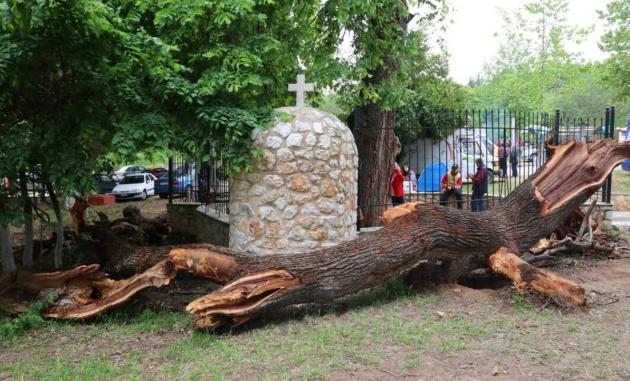 В Греции рухнуло дерево, которое в течение веков кровоточило в день казни святого Николая Нового