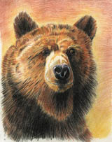 Сергей Горшков.
Бурый медведь.
Бумага, цветные карандаши.
2001 год